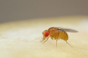 Fruit fly standing on the surface of a banana.
